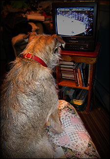 doghockey.jpg