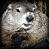 groundhog.gif
