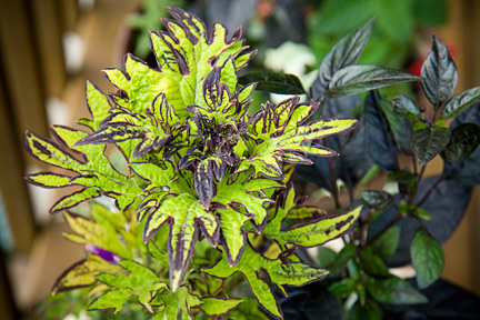 coleus-7022-090707