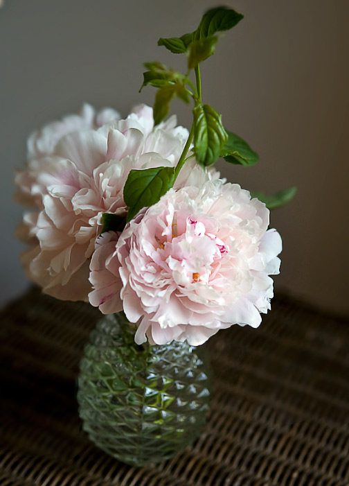 peonies-8819